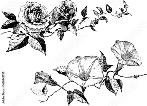 Detailed engraved illustration of climbing roses and morning glories for botanical design