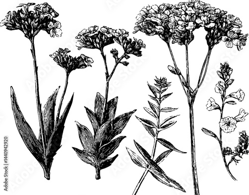Engraved botanical illustration of sea thrift flowers and beach vegetation