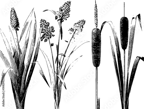 Engraved botanical illustration of cattail and reed plants for nature art design