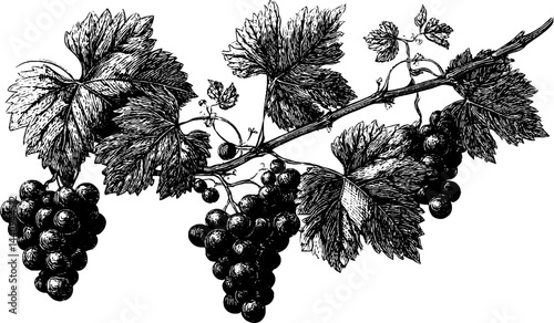 Detailed botanical illustration of grapevine branch with leaves and clusters for artistic design