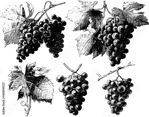 Vintage engraved grapevine illustration set for design and art projects
