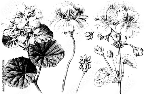 Detailed botanical engraving of geranium and zinnia flowers for artistic and print design