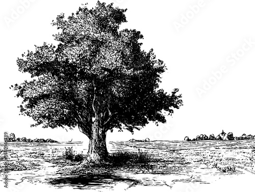Intricate engraved landscape featuring a majestic lone tree