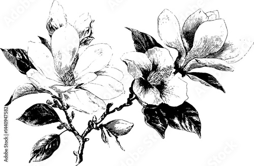 Intricate engraved illustration of magnolia and hibiscus flowers for art and design