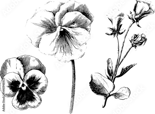 Elegant floral engraving featuring viola and pansy blooms for art and design projects