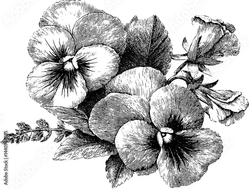 Engraved floral illustration of viola and pansy for botanical art design