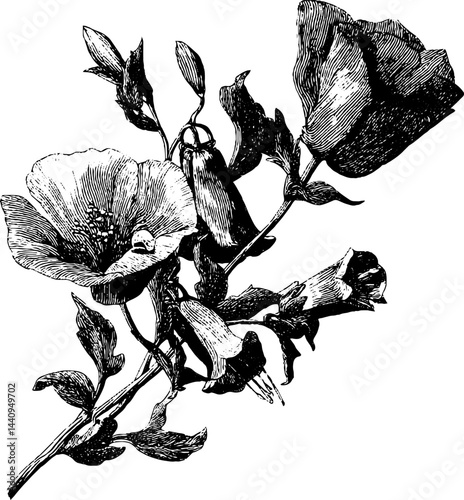 Elegant engraved illustration of poppy and foxglove flowers for botanical design