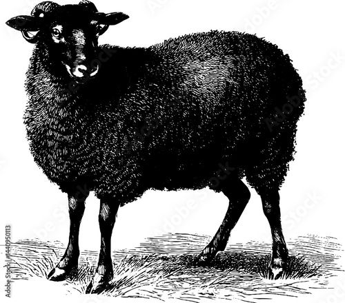 Engraved illustration of ewe with black bold lines for design and print