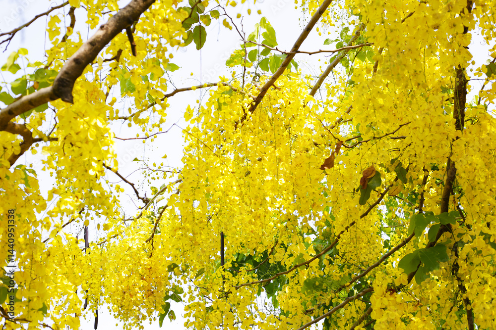 Fototapeta premium Cassia fistula flower on tree