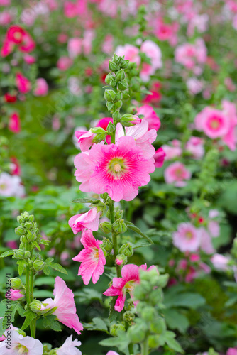Wallpaper Mural Beautiful hollyhock flower in the park Torontodigital.ca