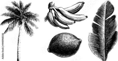 Engraved botanical illustration featuring coconut tree and banana elements for design use