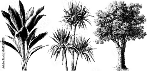 Vintage botanical illustration set of cane, palm, and pandanus trees for nature-inspired designs