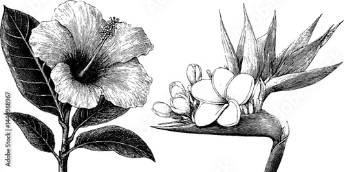 Engraved botanical illustration of hibiscus and plumeria flowers for art and design