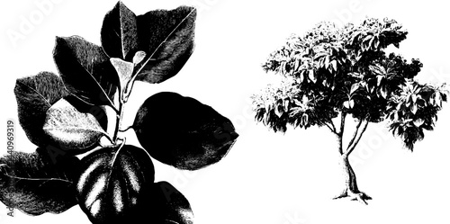 Botanical engraving set of sea grape and almond tree for nature and design projects
