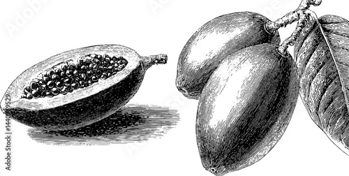 Engraved botanical illustration of tamarillo fruit with leaf detail
