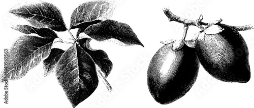 Engraved illustration of tamarillo and leaves for botanical design and study