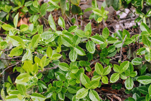 Fresh green leaves closeup. Natural foliage background. Spring garden vegetation. Vibrant leafy texture. Bright green plant growth. Nature detail in sunlight. Botanical organic surface.