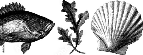 Detailed engraved illustration of flounder fish and seaweed with shell elements for educational use