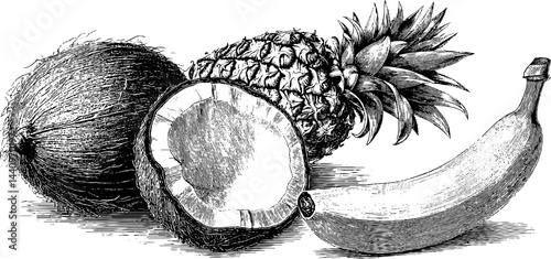 Engraved illustration set of tropical fruits featuring coconut, pineapple, and banana for print design