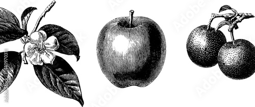 Engraved botanical illustrations of rose apple and java apple for design use