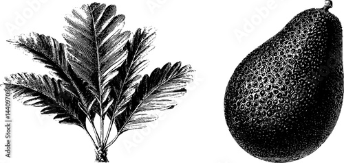 Vintage botanical engravings of sago palm and betel nut for nature enthusiasts