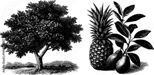 Vintage botanical engraving of mango tree and guava with pineapple