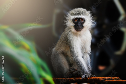 A vervet monkey sits sideways on a sidewalk, staring intensely at the camera with curious eyes; shallow depth of field isolates the subject in a surreal, realistic-dreamlike street scene.