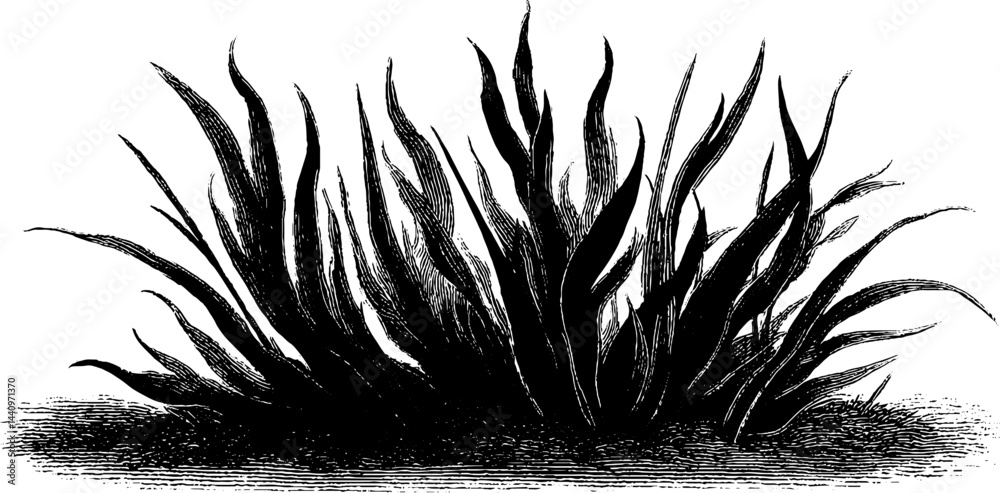 Obraz premium Engraved art of wildfire with black bold lines for nature conservation designs