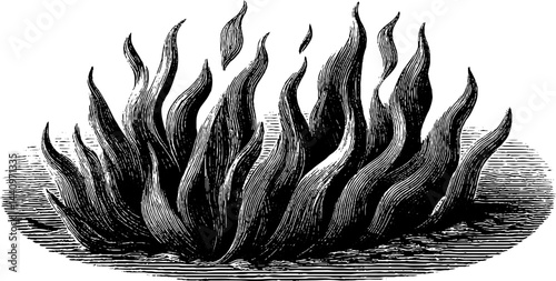 Engraved illustration of wildfire in bold black line design for artistic projects