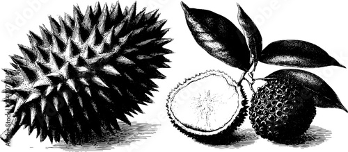 Detailed botanical illustration of durian shell and rambutan with leaves for design and print