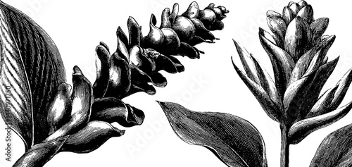 Vintage botanical illustration set of wild ginger and heliconia for nature lovers and art enthusiasts