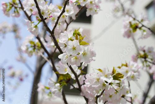 Wallpaper Mural Branches of sakura flowers, cherry blossom Torontodigital.ca