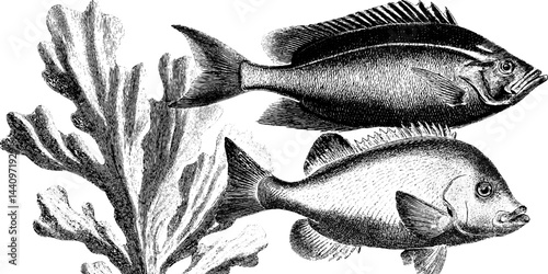 Engraved tropical fish illustration with coral, marine, and ocean elements. Vintage nature art 
