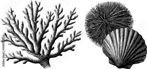 Engraved coral branch and sea shells illustration set for nautical design