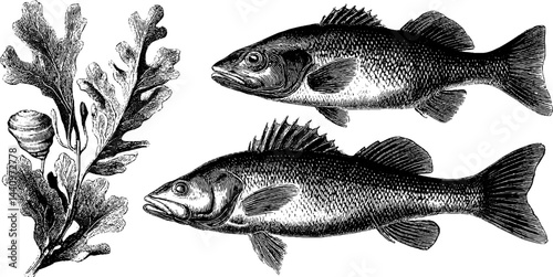 Engraved illustration set featuring perch fish and ulva seaweed for nature and aquatic design