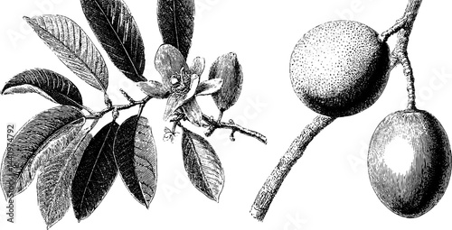Botanical engraving of sapodilla tree branches and fruit for nature design