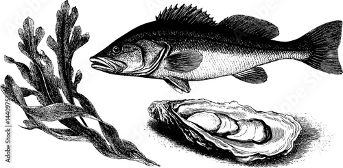 Engraved illustration of cod fish and green algae with oyster for nature design