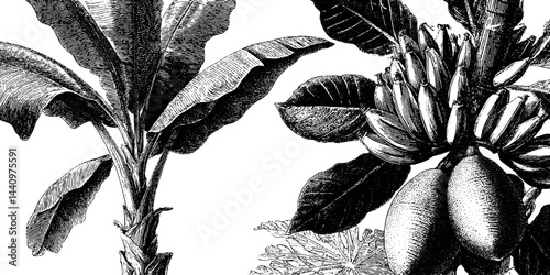 Detailed botanical engraving of banana tree and cocoon for decorative design