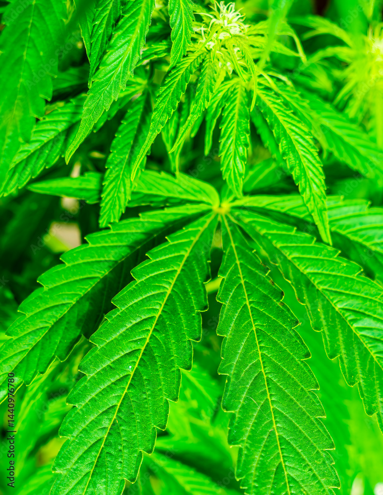 Cannabis leaves hemp or marijuana plant at outdoor cannabis farm field. Hemp plants used for CBD and health Cannabis leaves hemp or marijuana plant at outdoor cannabis farm field. Hemp plants used for CBD and health