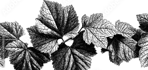 Intricate engraved illustration of autumn leaves border for seasonal design
