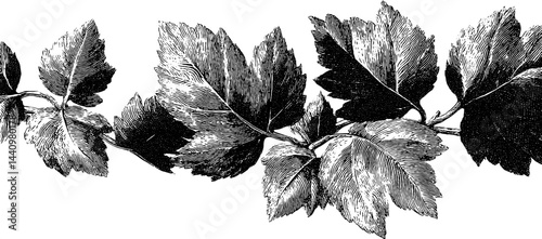 Engraved autumn leaves border design for seasonal decor and print