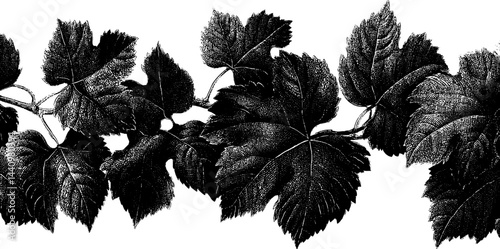 Elegant vintage engraved illustration of creeping vine border for decorative design