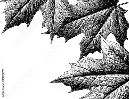 Intricate maple leaf border design featuring engraved details for elegant decoration