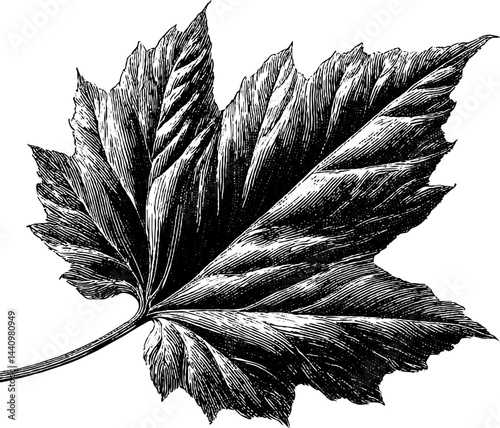 Intricate engraved maple leaf border design for nature-inspired projects
