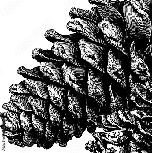 Vintage pinecone border design for nature-themed cards and posters