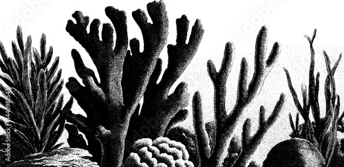 Engraved vintage illustration of tide pool with coral and aquatic plants. Detailed black and white design