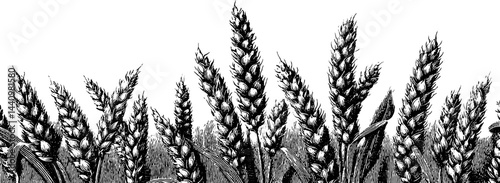 Vintage wheat stalks engraving for rustic borders and design