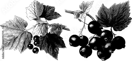 Detailed engraved illustration of blackcurrant leaves and berries for botanical designs