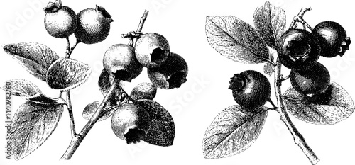 Detailed vintage engravings of blueberry bushes for botanical art and design