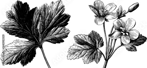 Engraved illustration of celandine flowers and leaves for botanical design and nature study